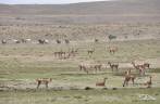 Um grupo de cavalos e outro de guanacos se encontram nos campos da região da Cueva de Las Manos, no sul da patagônia, na Argentina